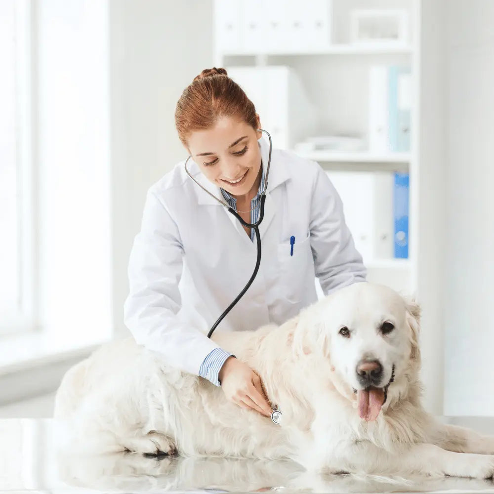 Hundekrankenversicherung Tierartztkosten