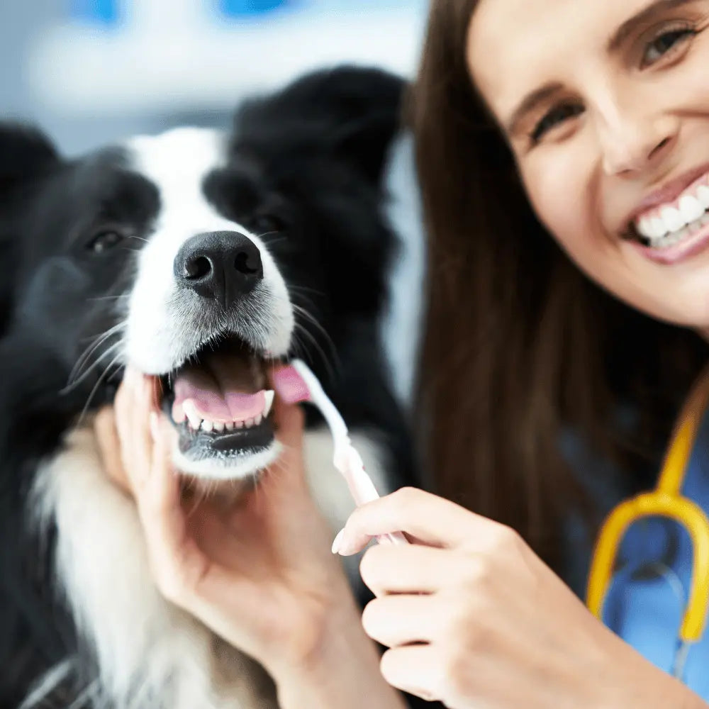 Hundekrankenversicherung Zahnstein