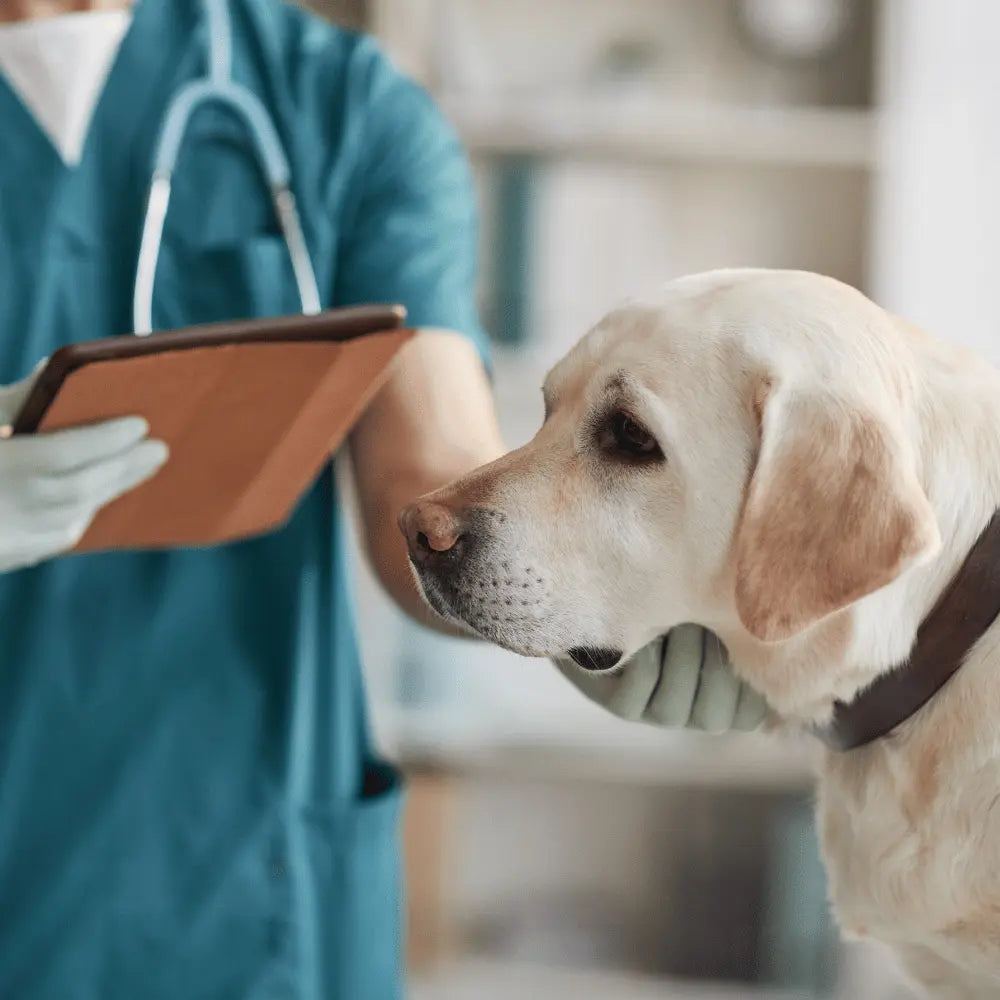 Versicherung für Hund 