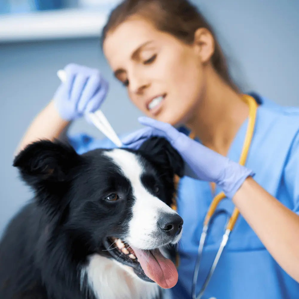 Beste Hundekrankenversicherung Arag