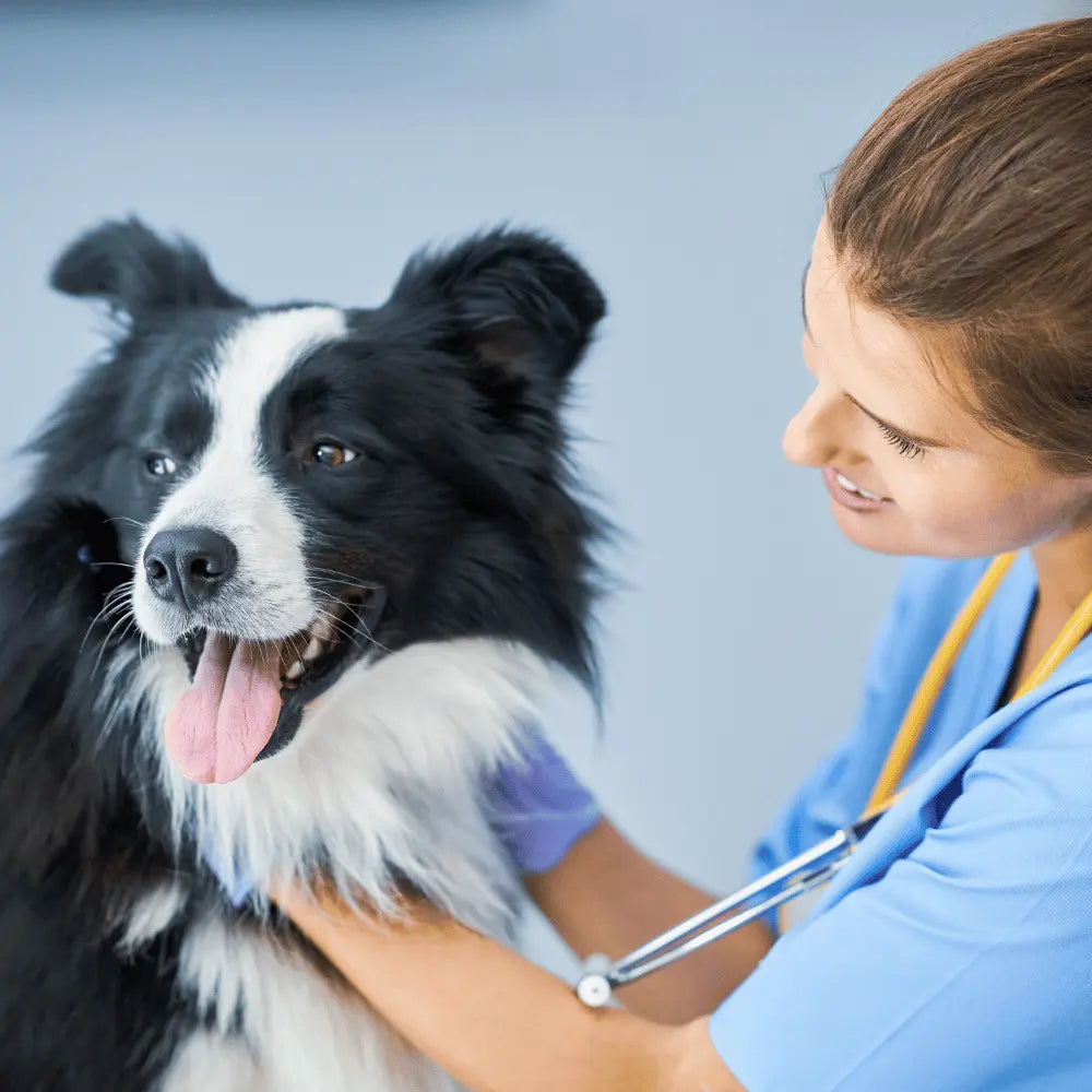 Hundekrankenversicherung der Arag 